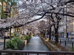 京都名物　木屋町の桜　開花情報